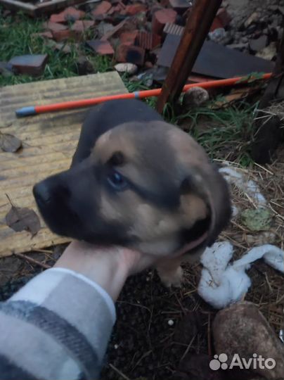 Щенок в добрые руки бесплатно