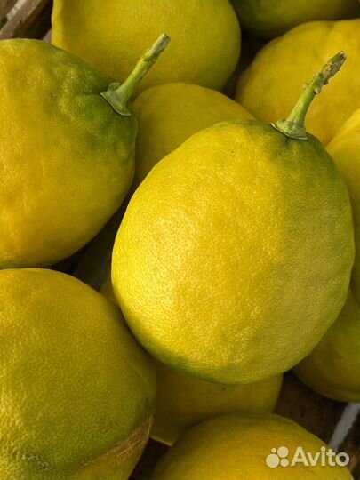 Лимоны апельсины цитрусовые