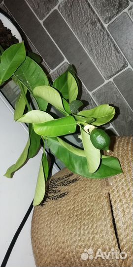 Лимонное дерево с плодами
