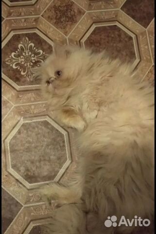 Продаю персидских котят объявление продам