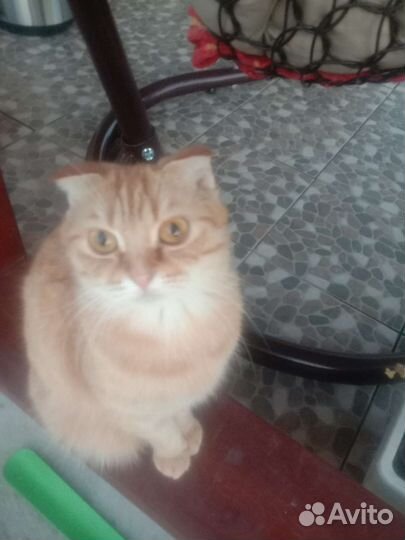 Кошка веслоушка ласковая в дар