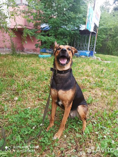 Выгул собак