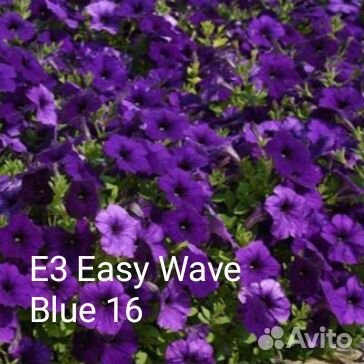 Черенки петунии