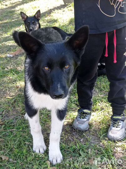 Щенок дворняжка в добрые руки