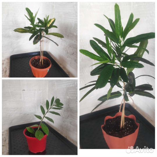 Кодиеум кротон фикус эписция цветы комнатные расте