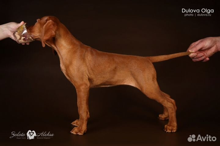 Венгерская Выжла. есть свободные малыши