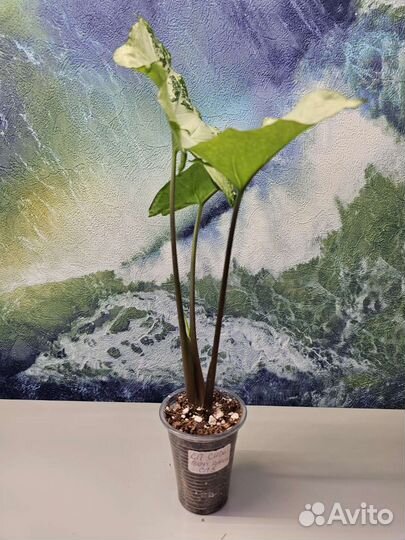 Сингониум SP silver arrowhead, snow queen