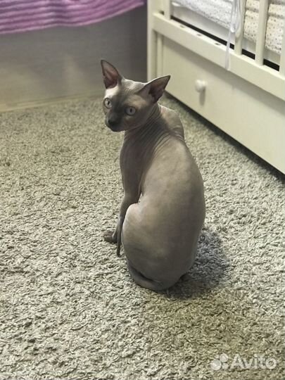 Вязка канадский сфинкс