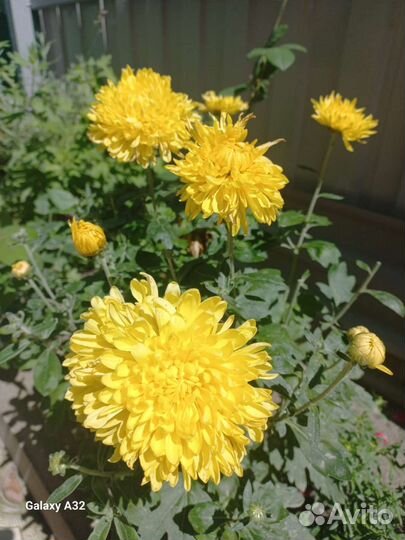 Хризантема кустовая низкорослая