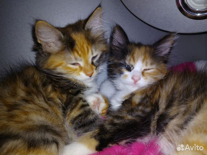 Домашние животные котята бесплатно