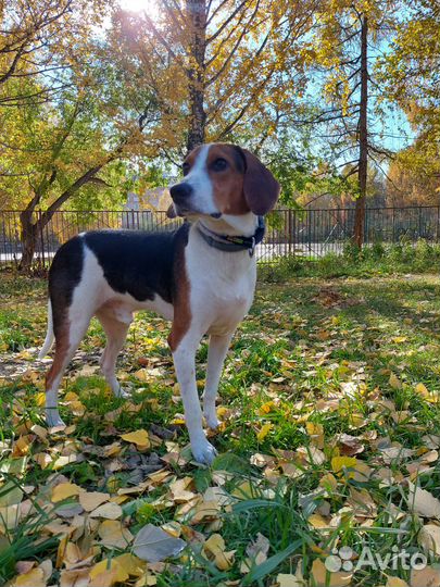 Вязка Эстонская гончая