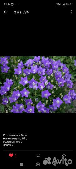 Многолетние растения для сада