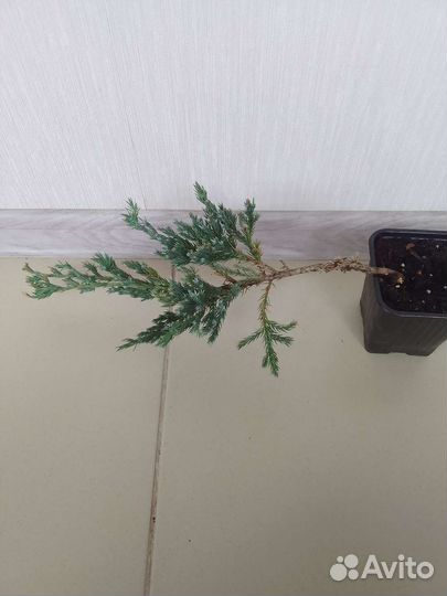 Можжевельник