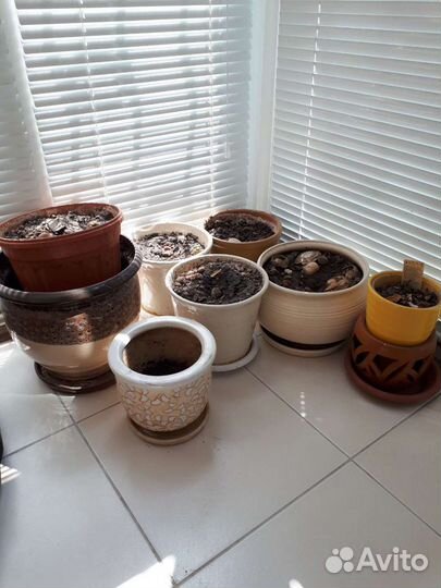 Юкка в горшке