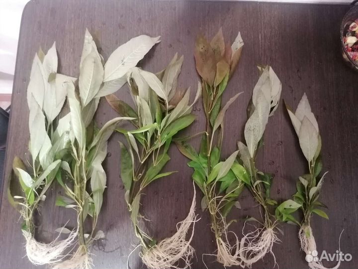 Аквариумные растения