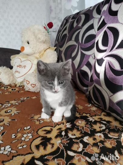 Котенок в добрые руки