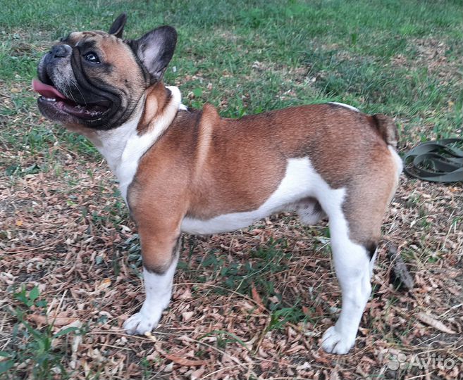 Вязка кобель