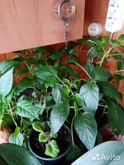 Перец комнатный острый