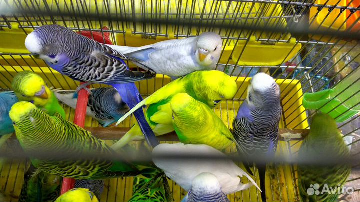Продам попугаев