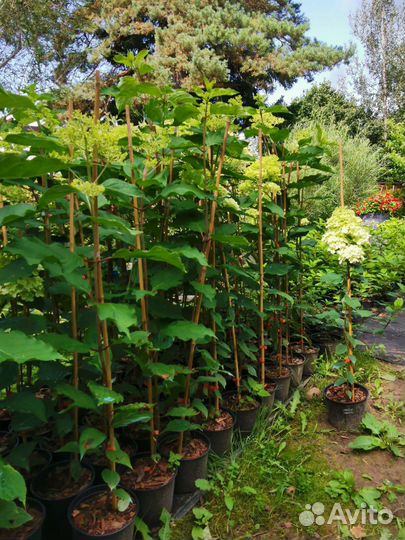 Гортензия метельчатая