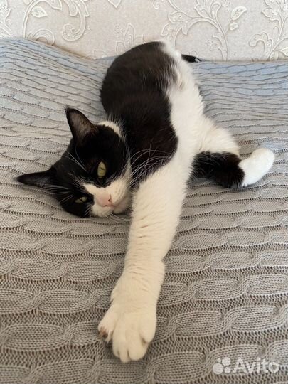 Зооняня с выездом для котов и кроликов Котоняня