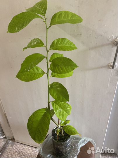 Павловский лимон