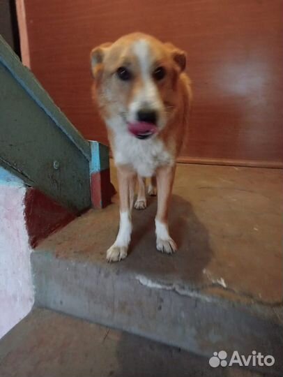 Собака в дом