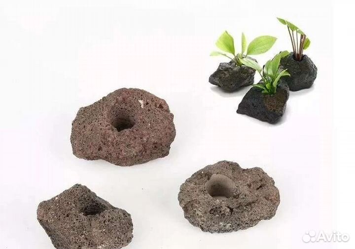 Аквариумные растения