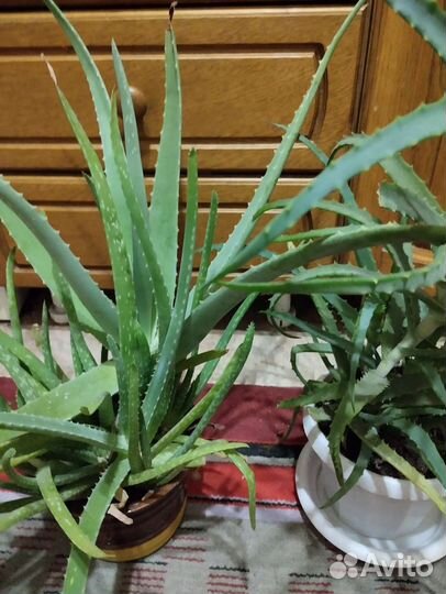 Алоэ столетник