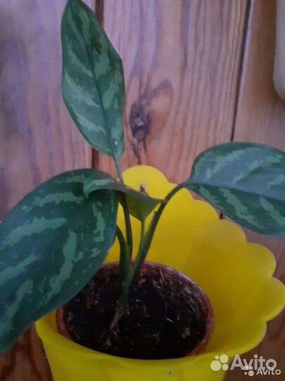 Комнатые растения