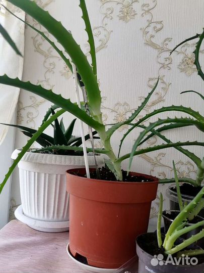 Алоя вера цветок