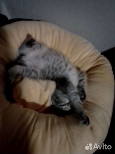 Кошка в дар