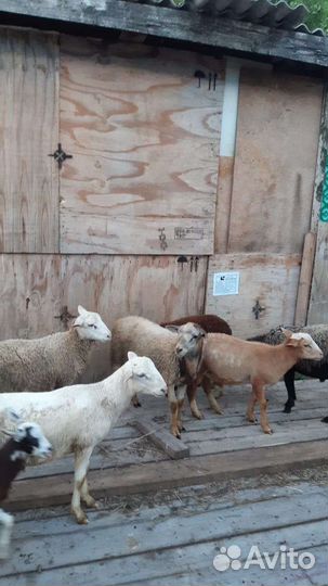 Овцы бараны дорпер