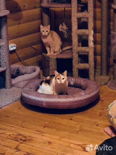 Трехцветная кошечка в дар