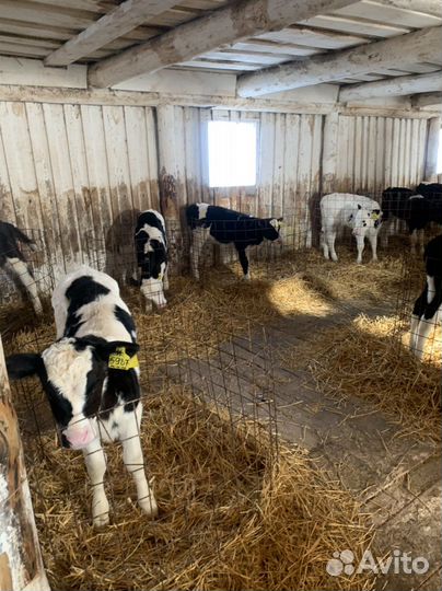 Телки бычки телята