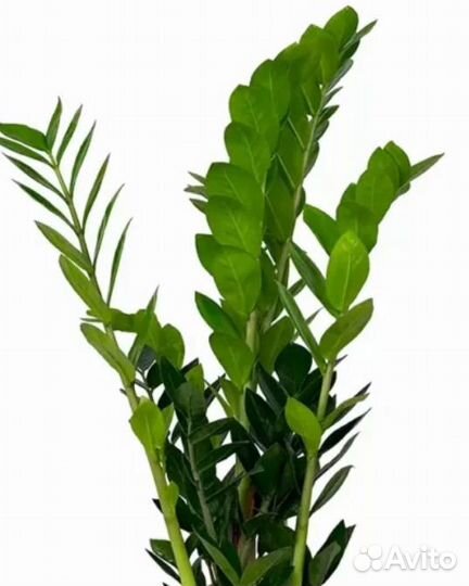 Замиокулькас