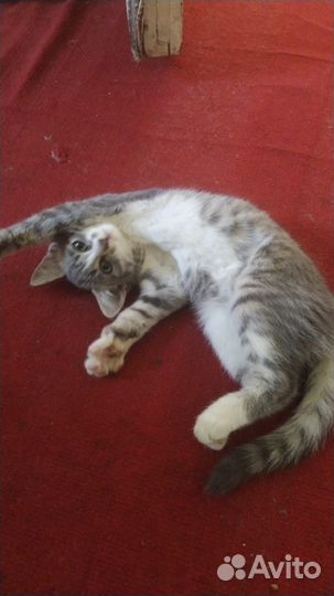 Кошка крысоловка