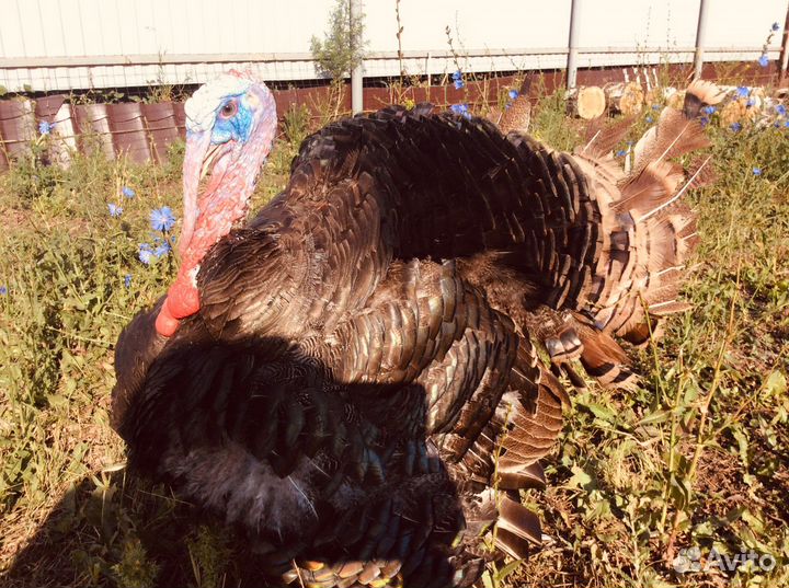 Индюки на племя