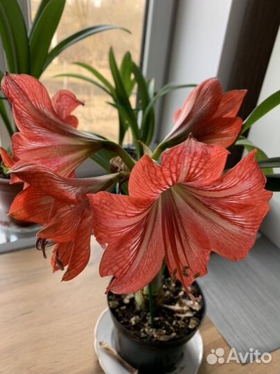 Гиппеаструм