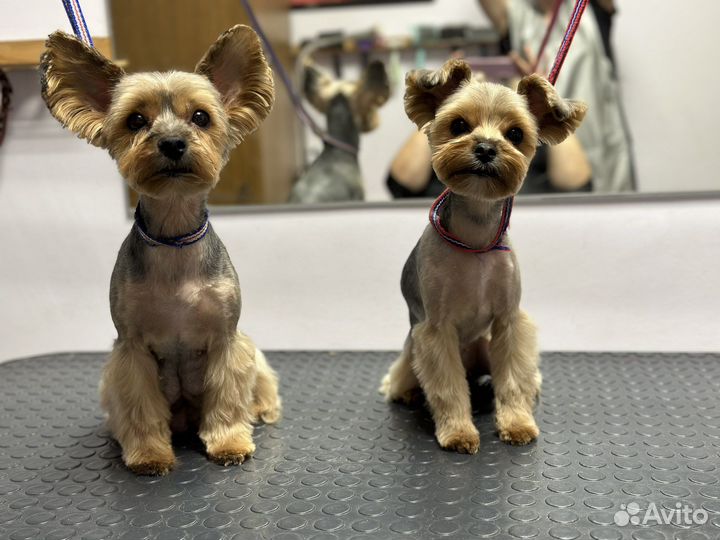 Груминг собак и кошек