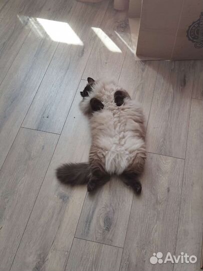 Красивая кошка с сиамским характером