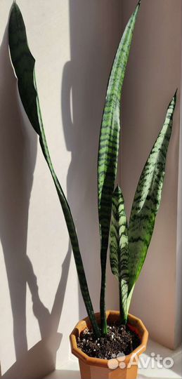Сансевиерия зейланика