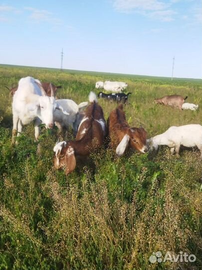 Англо нубийские козы, козлята