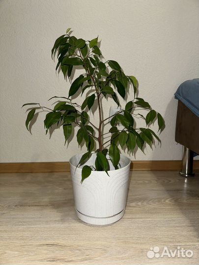 Фикус бенжамина