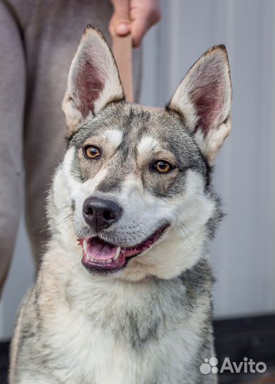 Метис хаски