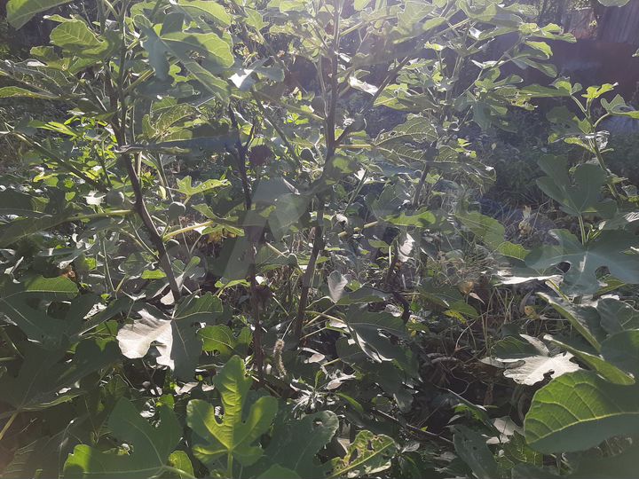 Участок 15,2 сот. (ИЖС)