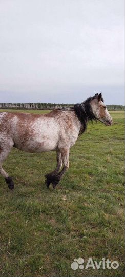 Продам лошадь
