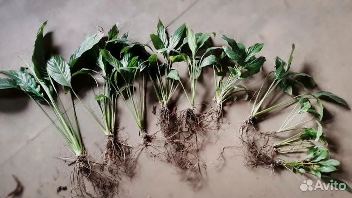 Спатифиллум отростки