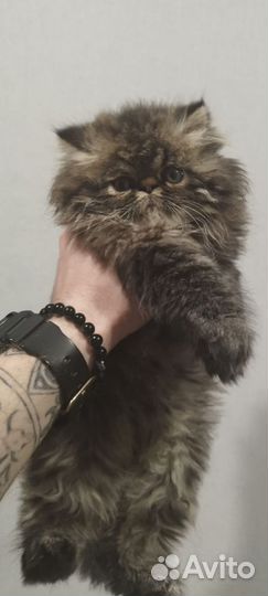Мальчик экзот