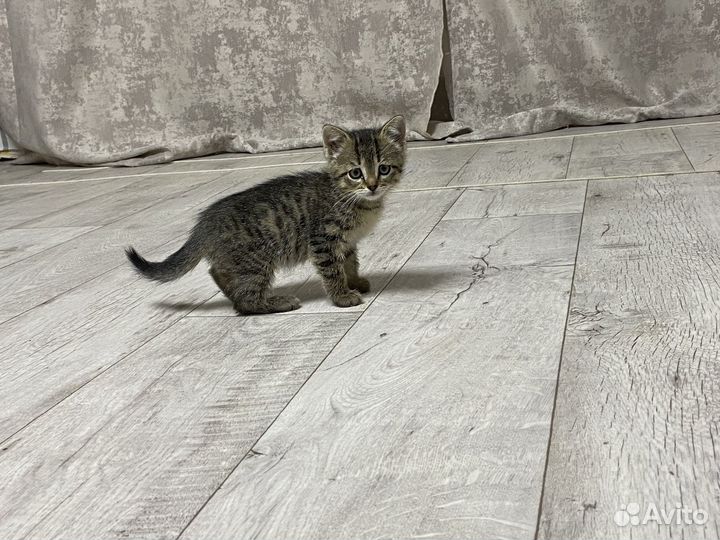 Кошечка, 2 мес